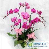 新疆庫爾勒綠石園花卉 專業(yè)鮮花速遞與植物盆景供應